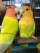 Cockatiel & lovebird running pair